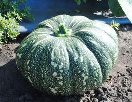 Гарбуз Хоншу F1купити