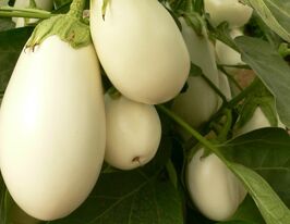 Баклажан Бибо F1 купить