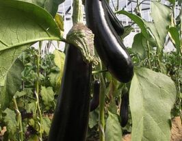 Баклажан Валентина F1 купить