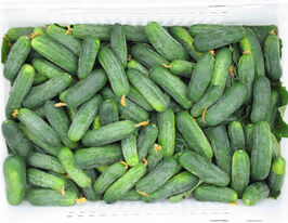 Огурец Гектор F1 купить