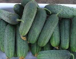 Огурец Спарта F1 купить