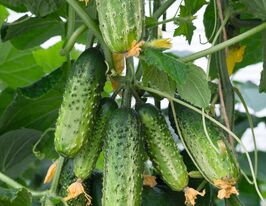 Огурец Амант F1 купить