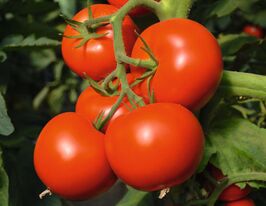Томат Тойво F1купити
