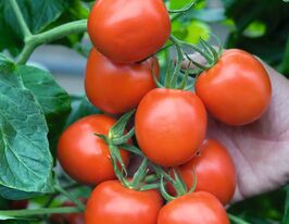 Томат Річі F1купити