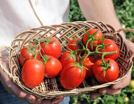 Томат Беніто F1купити