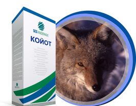 Свекла сахарная Койот купить