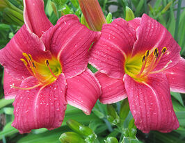 Лілейник Бейбі Бетсі (Baby Betsy)купити