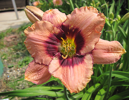 Лілейник Дарінг Десепшн Daring Deceptionкупити