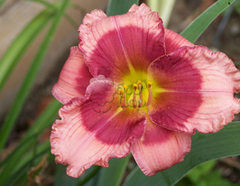 Лілейник Драгонс Ай Dragons Еyeкупити