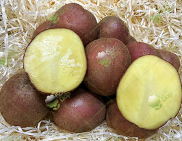 Картофель Гармония купить