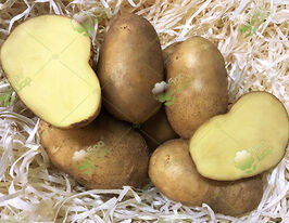 Картофель Святкова купить