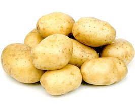 Картофель Дума купить