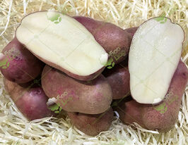 Картофель Фотиния купить