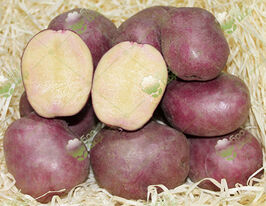 Картофель Мистерия купить