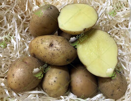 Картофель Радомысль купить