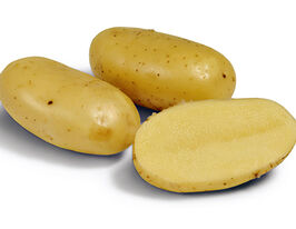 Картофель Челленджер (Challenger) купить