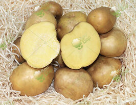 Картофель Фортус (Fortus) купить