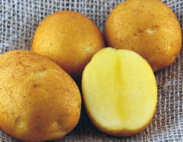 Картофель Бео (Beo) купить