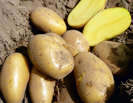 Картофель Икарус (Ikarus) купить