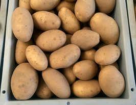 Картофель Миранда (Miranda) купить