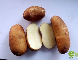 Картофель Людмила (Ludmilla) купить