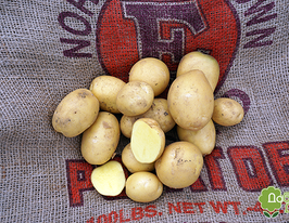 Картофель Сорая (Soraya) купить