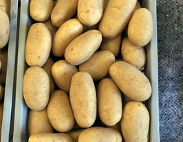 Картофель Прада купить