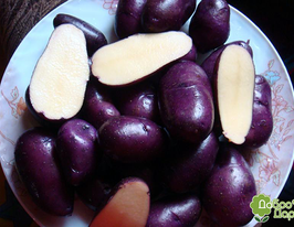 Картофель Цыганка купить