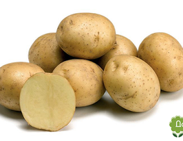 Картофель Корсика (Corsica) купить