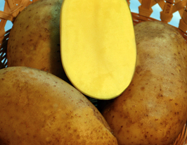 Картофель Голдмари (Goldmarie) купить