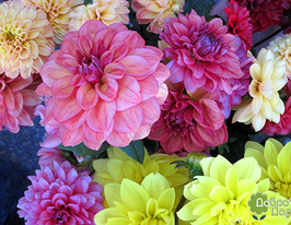 Микс из сортов георгины купить