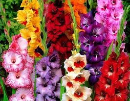 Микс из сортов гладиолусов купить