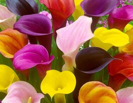 Микс из сортов калл купить