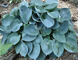 Хоста Блю Веджвуд Blue Wedgwood купить