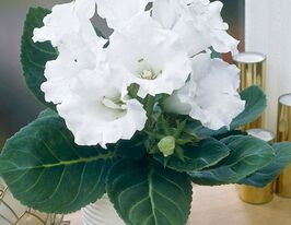 Глоксинія Монт Бланк (Mont Blanc)купити