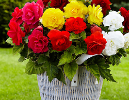 Микс из сортов бегонии купить