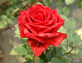 Троянда чайно-гібридна Ред Інтуішн (Red Intuition)купити