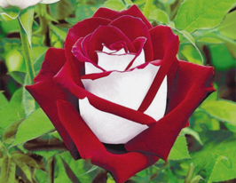 Троянда Динаміт (Dynamite)купити