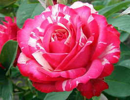 Троянда Сатіна (Satina)купити