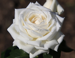 Роза Боинг (Boeing) купить