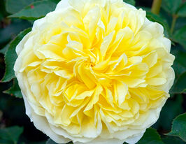 Троянда Пілігрим (Pilgrim)купити