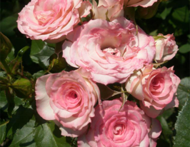 Роза Лидия (Lydia) купить