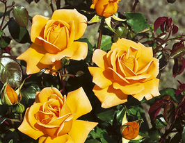 Троянда Купферконігін (Kupferkonigin)купити