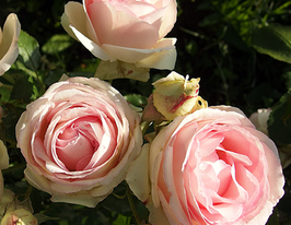 Роза Пьер де Ронсар (Pierre de Ronsard) купить