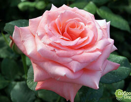 Троянда Амороссо (Amorosso)купити