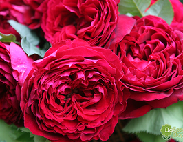 Троянда Госпел (Gospel)купити