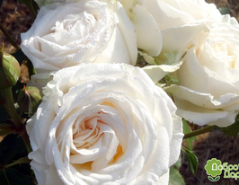 Роза Белый Шоколад (White Chocolate) купить