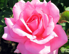 Троянда Жардін де Вілландрі (Jardins de Villandry)купити