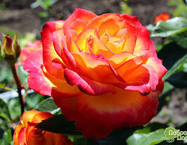 Троянда Ліна (Lina)купити