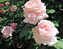 Троянда Муріам (Myriam)купити